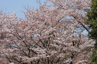 昭和記念公園で桜を見てきた
